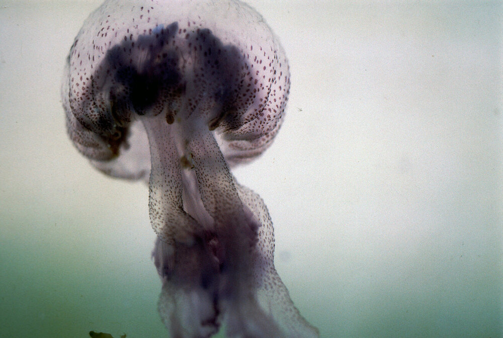 Pelagia noctiluca, Newport, 1996