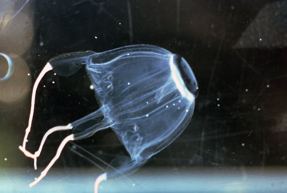 Carybdea rastoni, Hawkesbury River