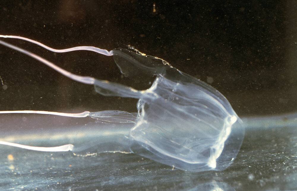 Carybdea rastoni, Pittwater, 1986