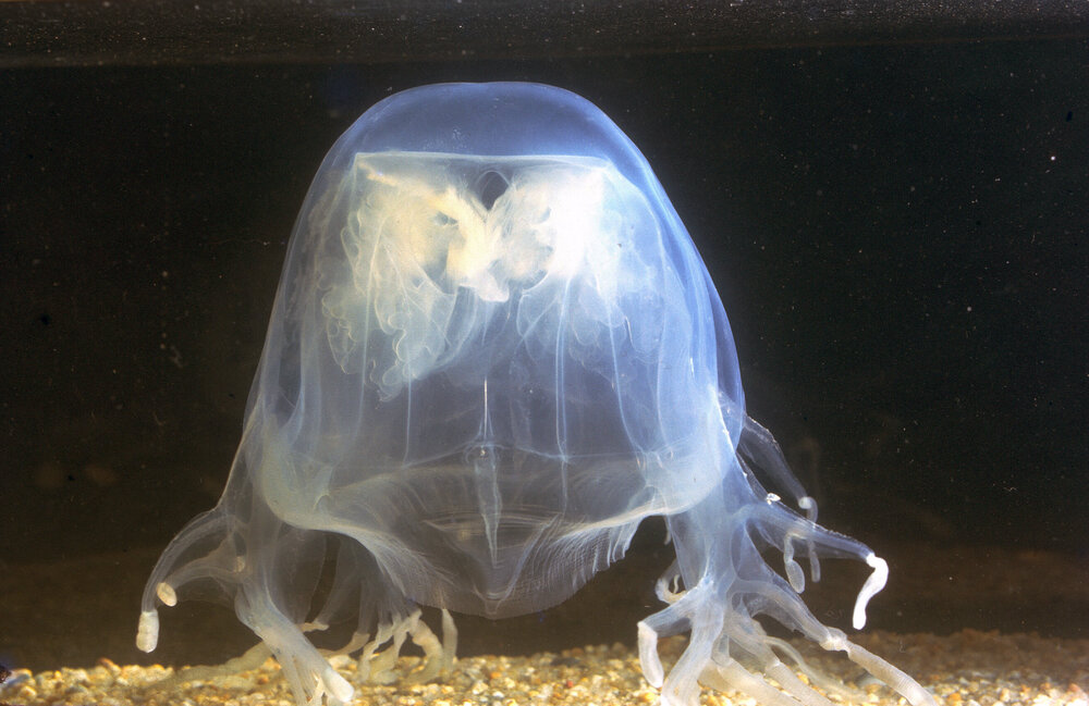 Chironex fleckeri, 1964