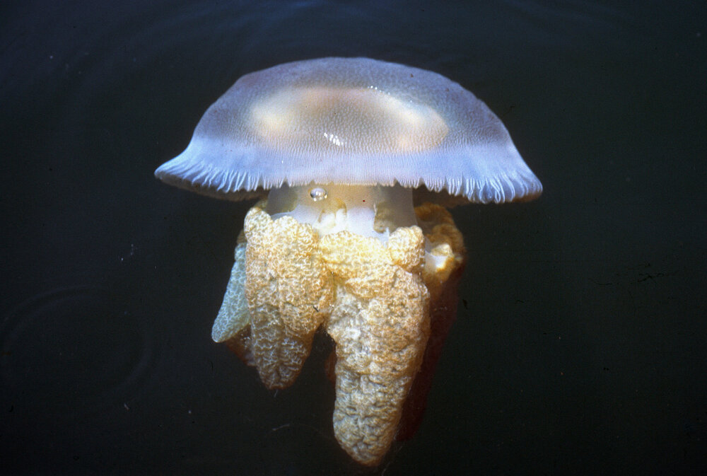 Catostylus mosaicus, Pittwater