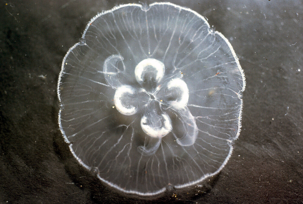 Aurelia aurita Moon Jellyfish, Akuna Bay, 1986