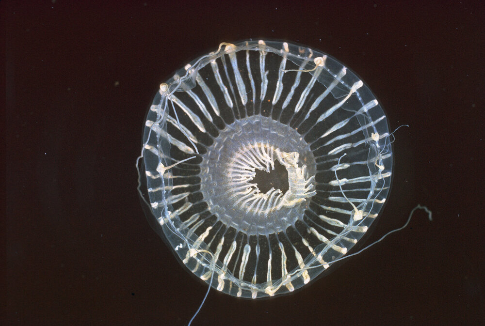 Hydroid aequorea, Sydney, 1966