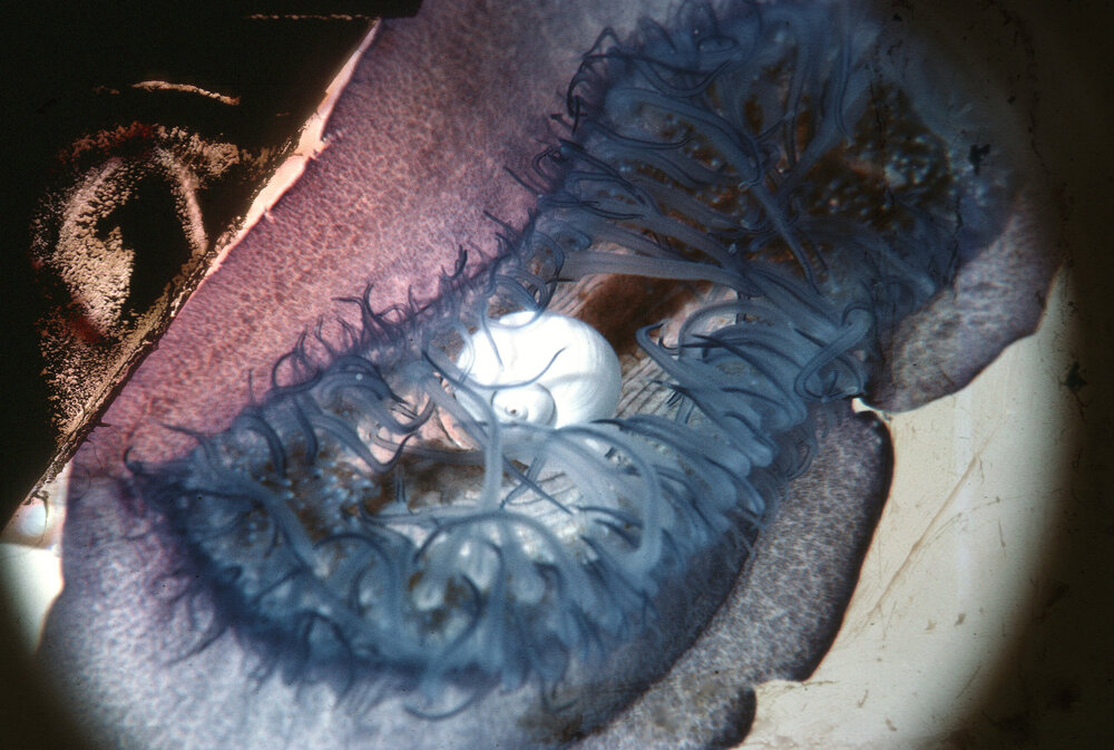 Velella velella, North Pacific Ocean, 1963