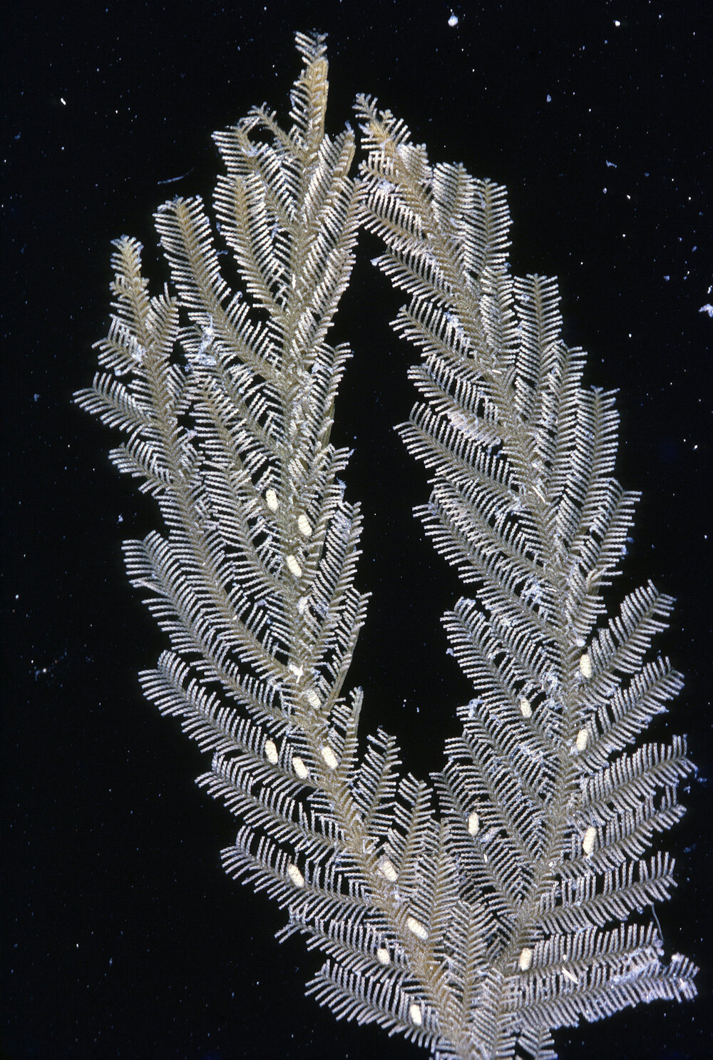 Aglaophenia species, Heron Island, 1962