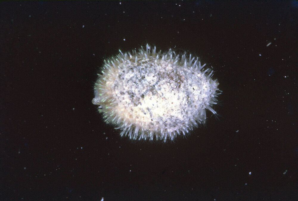Cytaesis niotha, Heron Island, 1962