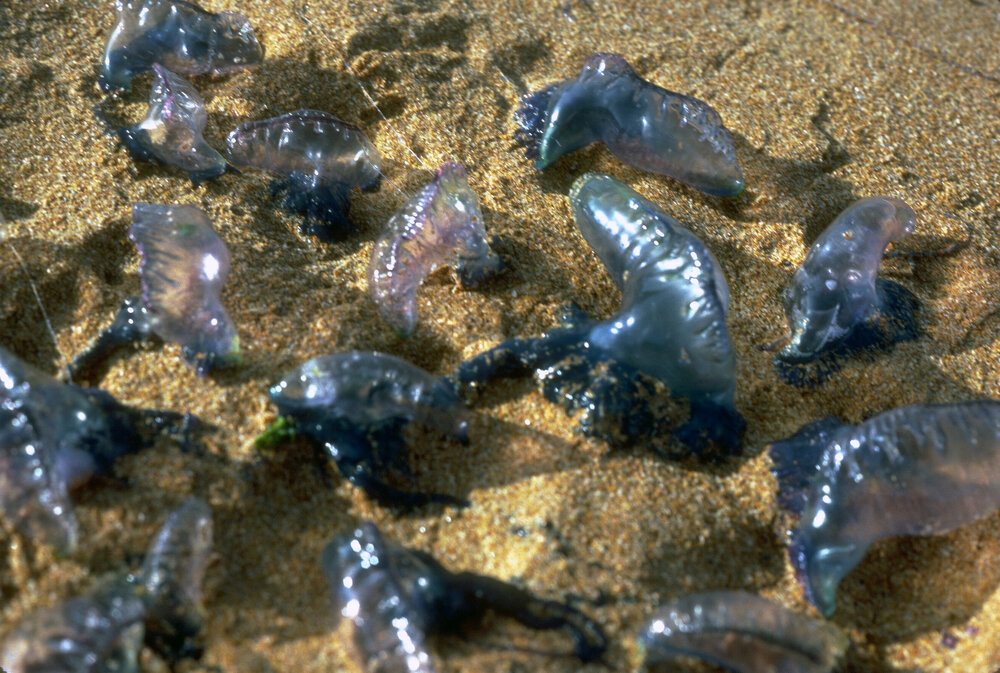 Physalia, Newport, 1986