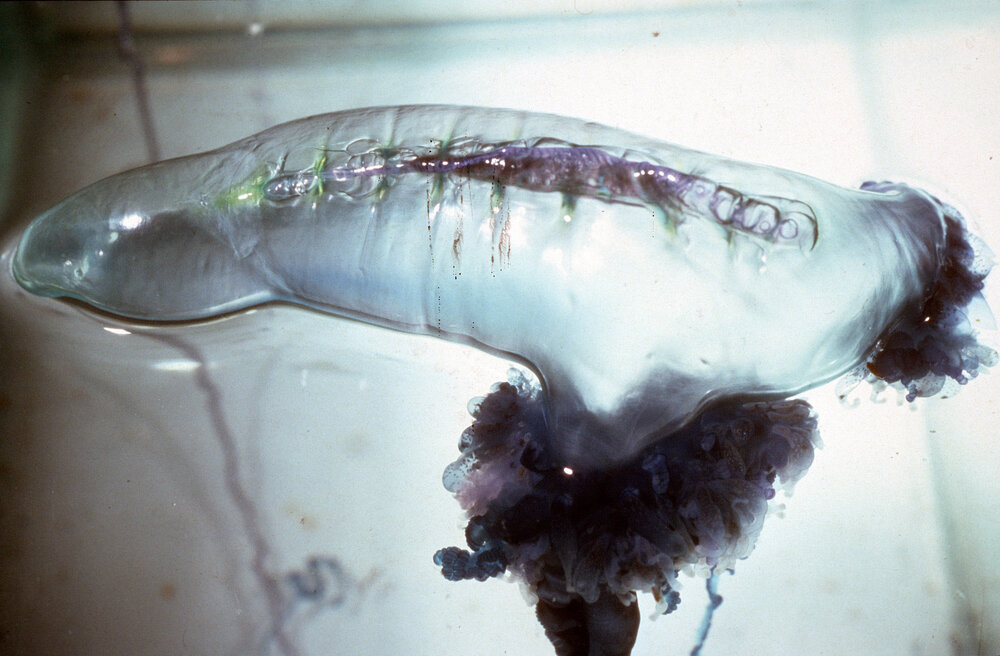 Physalia