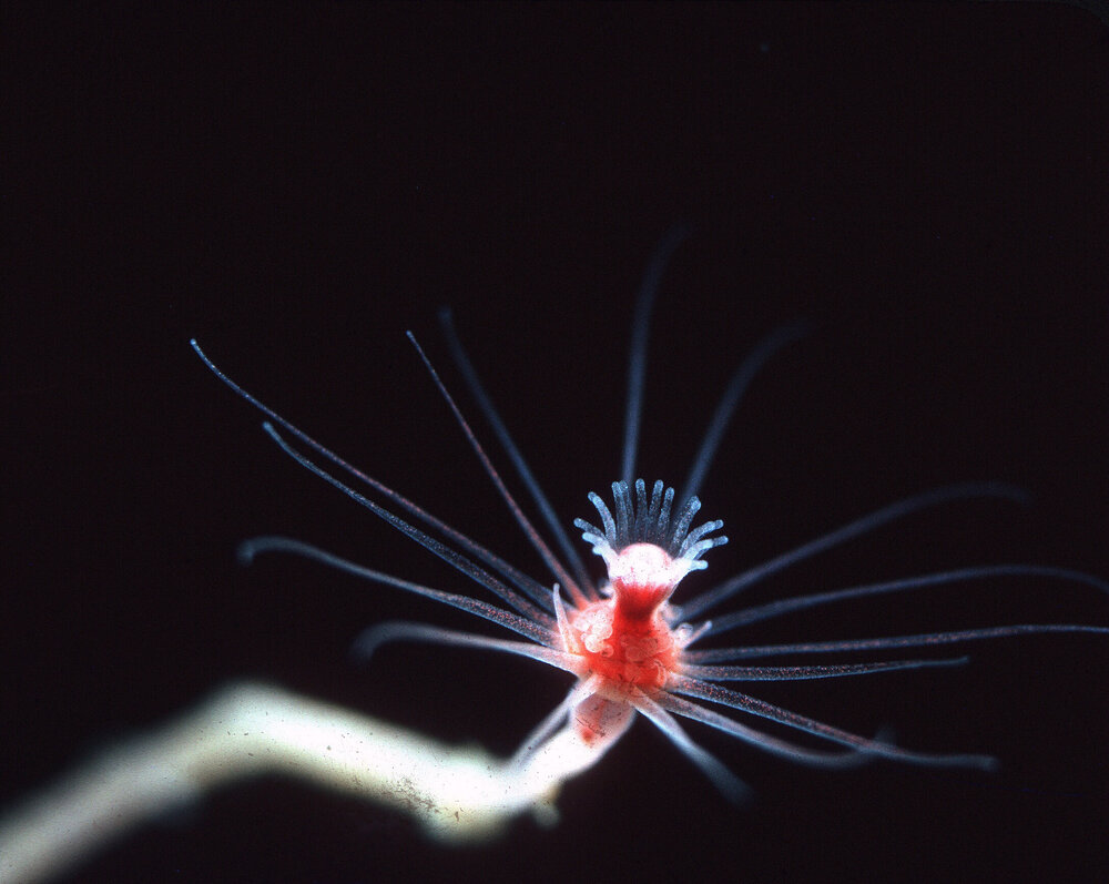 Tubularia 