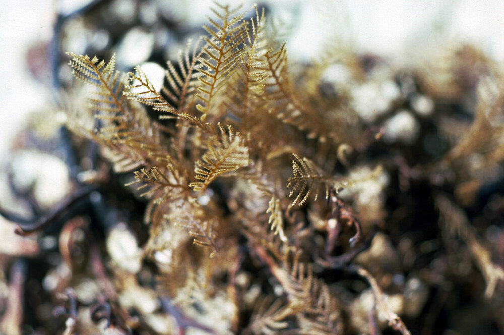Stereotheca elongata on holdfast, Newport, 1986