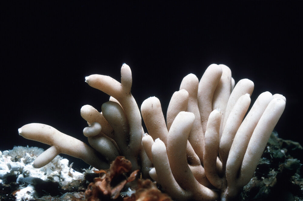 Sycon Species, Heron Island
