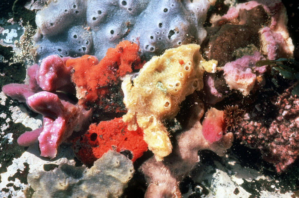 Encrusting Sponges in shaded Rockpool, Wooli