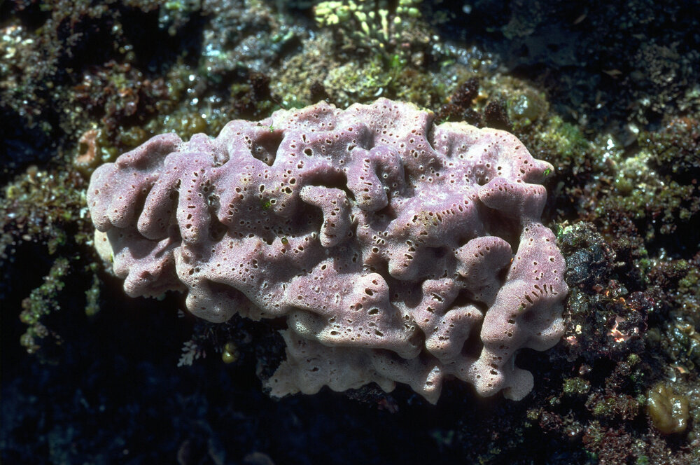 Mauve Sponge on side of Rock Pool, Jervis Bay, 1979
