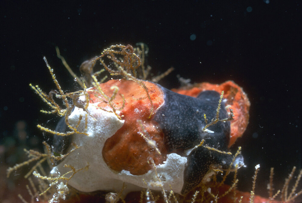 Sertularia on unidentified Sponge, Lord Howe Island