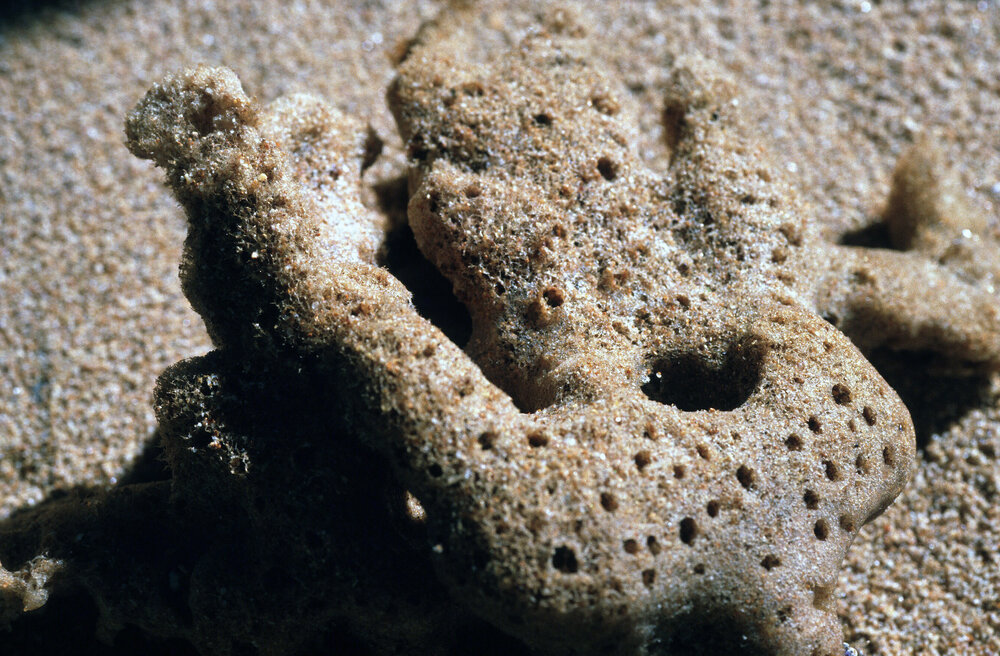 Sponge Skeleton, Newport, 1985