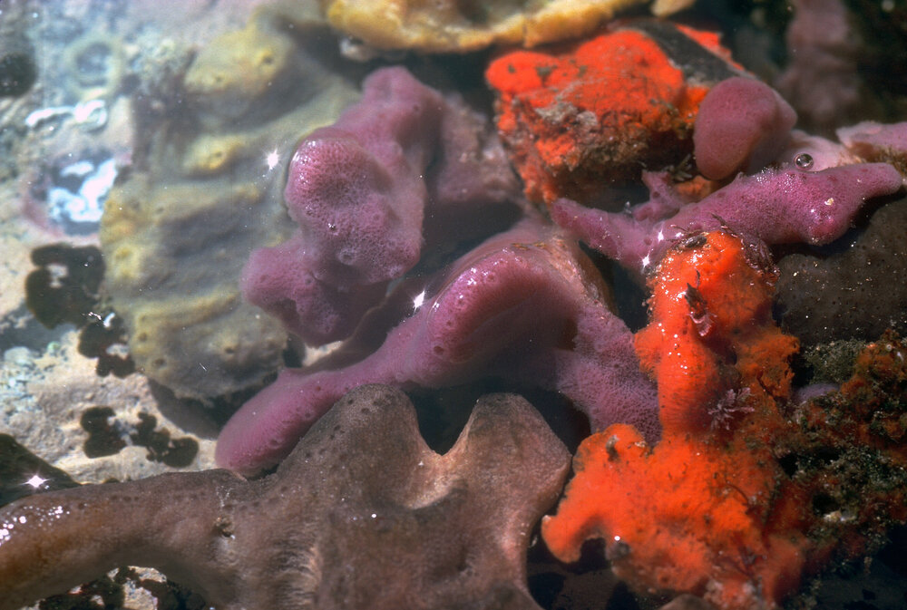 Encrusting Sponges, Wooli, 1979