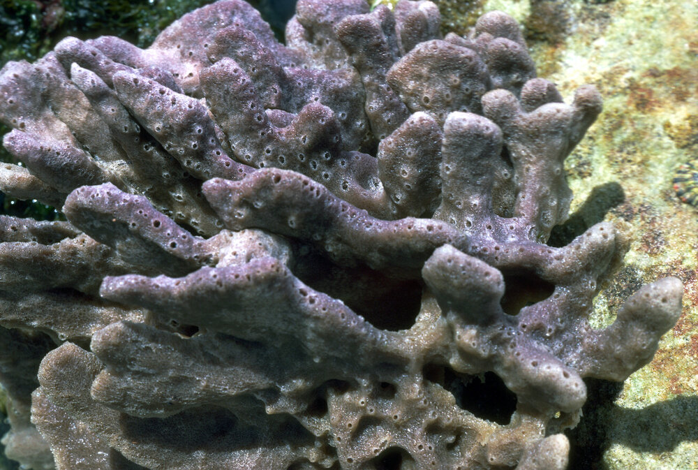 Mauve Sponge, Nielsen Park, 1986