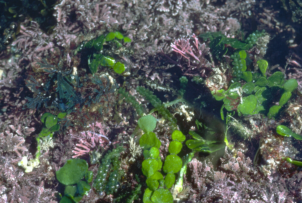 Caulerpa filiformis and red coralline Halimeda and Caulerpa among Amphiroa, Wooli, 1979