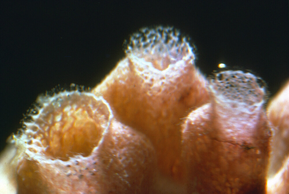 Demospongiae valves close up, Collaroy, 1964