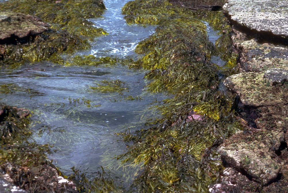 Phylospora Comosa, Jervis Bay, 1979
