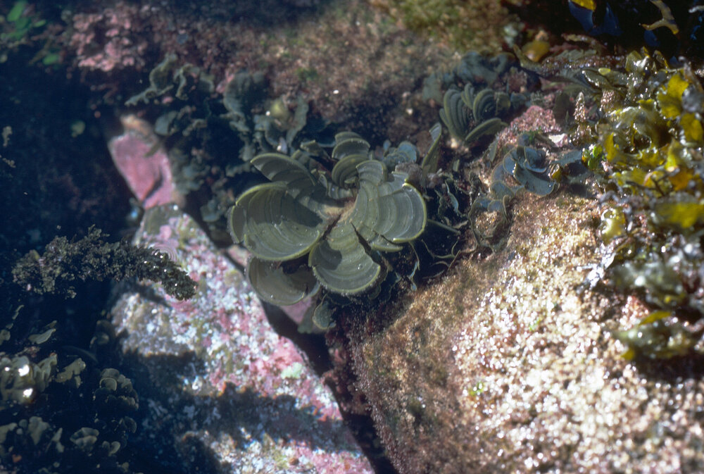 Padina crassa, Newport, 1980