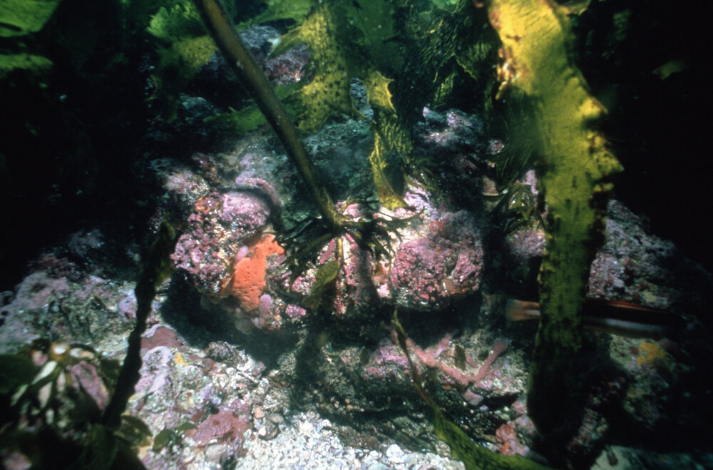 Ecklonia with Sea Urchin, Newport, 1978