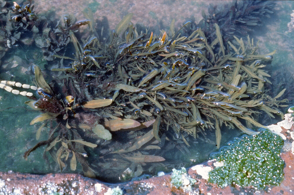 Sargassum