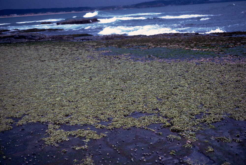 Hormosira Mats, Collaroy, 1985