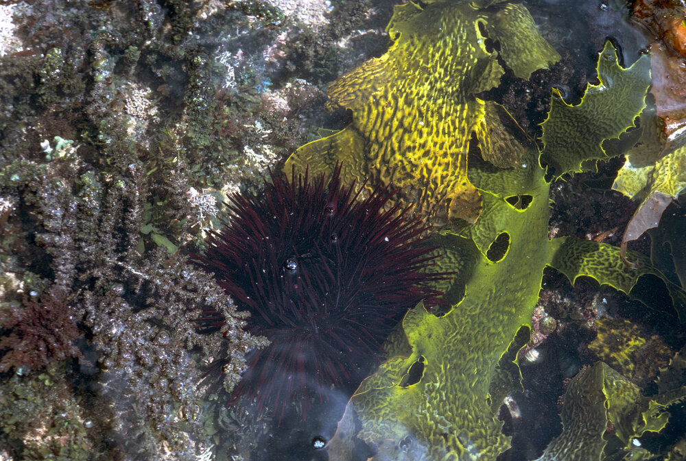 Ecklonia radiata with Sea Urchin, Jervis Bay, 1979