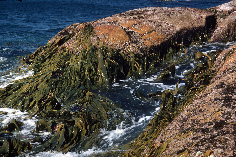 Durvillea potatorum, Three Hummock Island, 1954