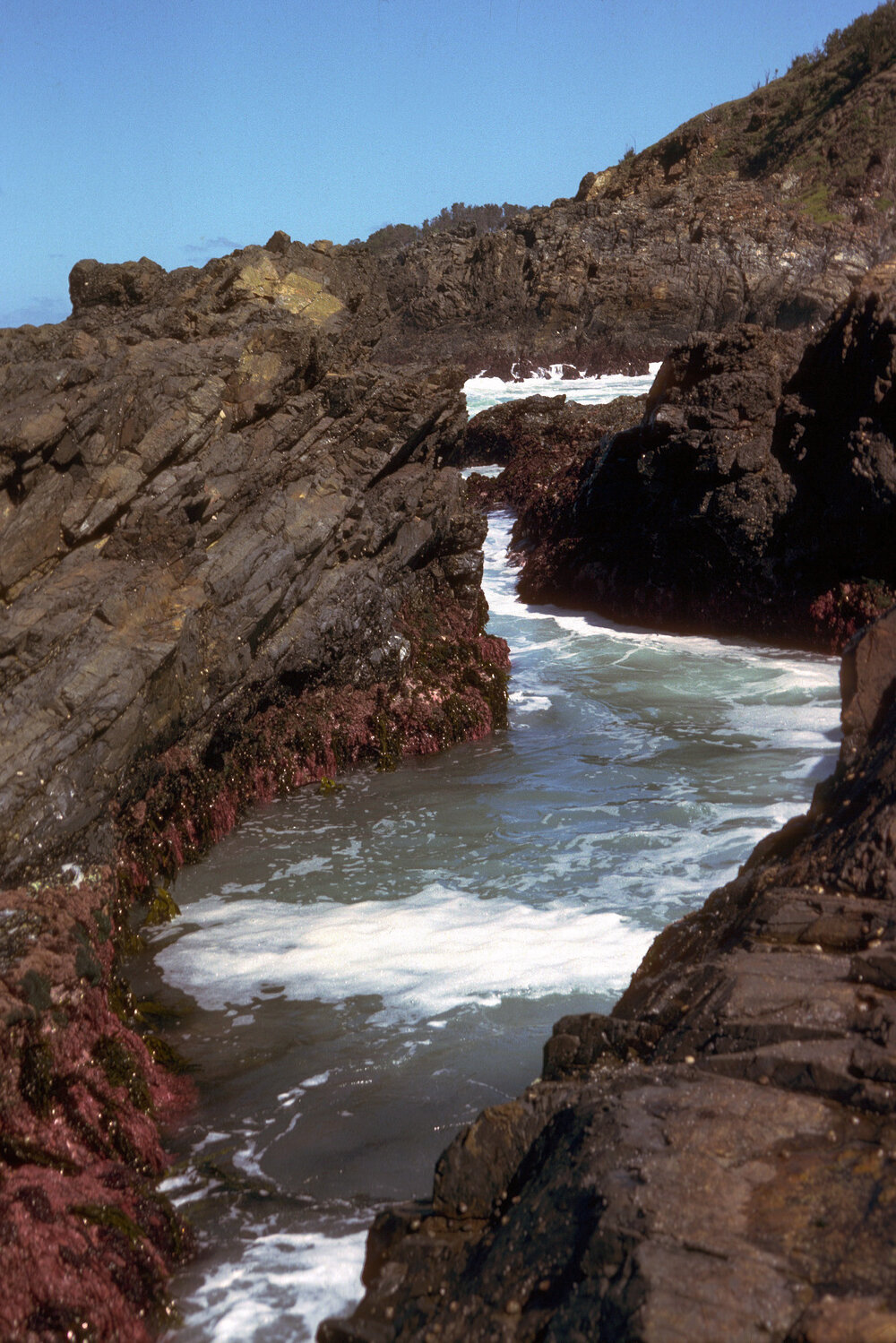Red Coralline Algae, Wooli, 1980