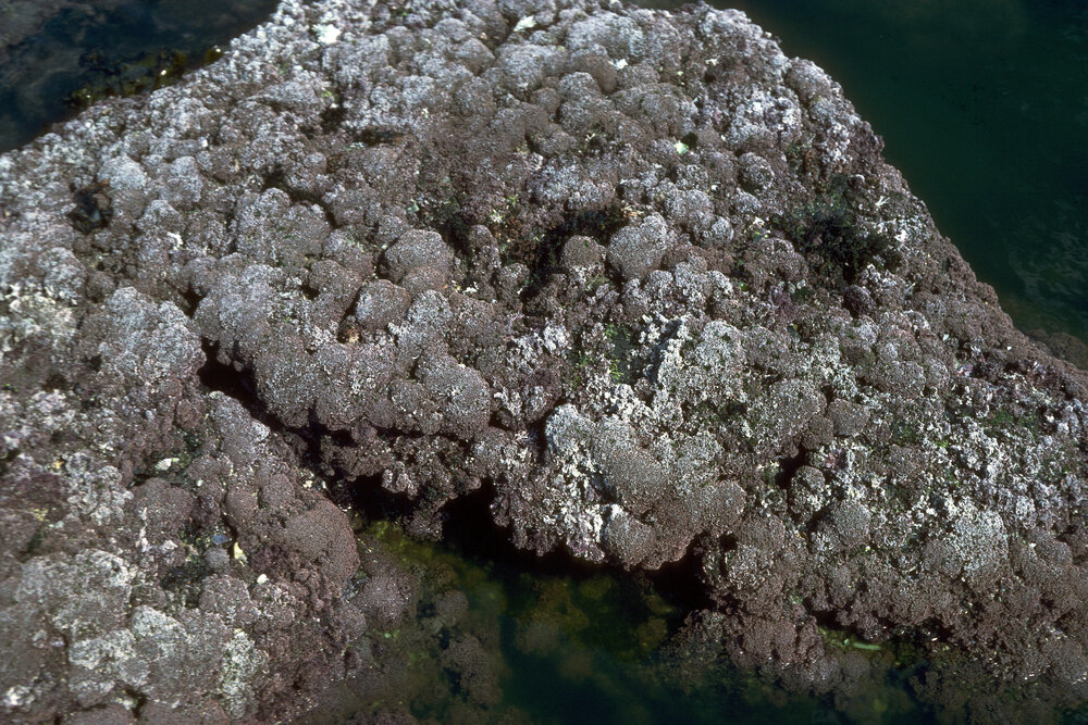 Coralline Algae eaten down by Invertebrates, Jervis Bay, 1979