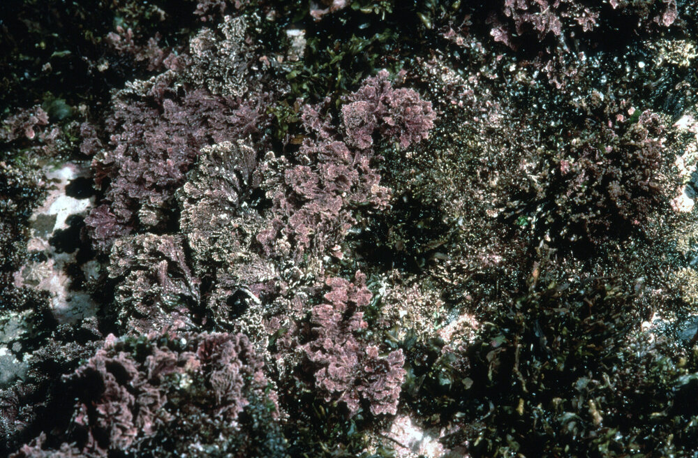 Calcareous Red Coralline Algae, Collaroy, 1995