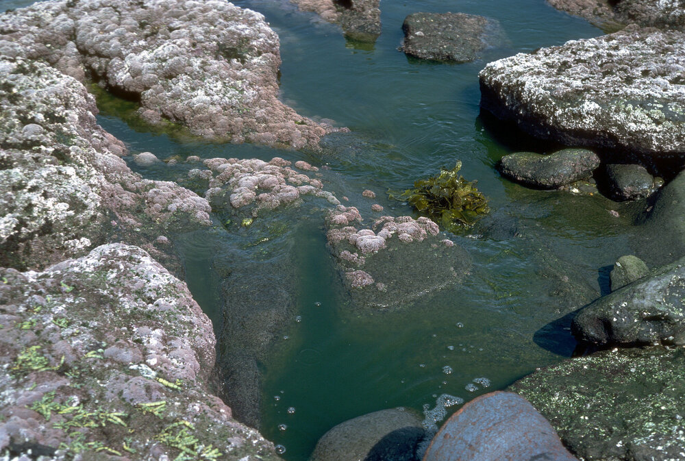 Coralline Algae, Jervis Bay, 1979