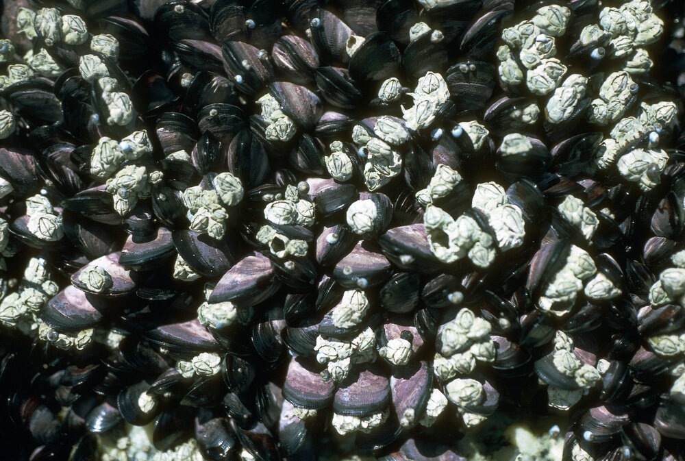 Zonation of Brachyura and Barnacles, Gippsland, 1986