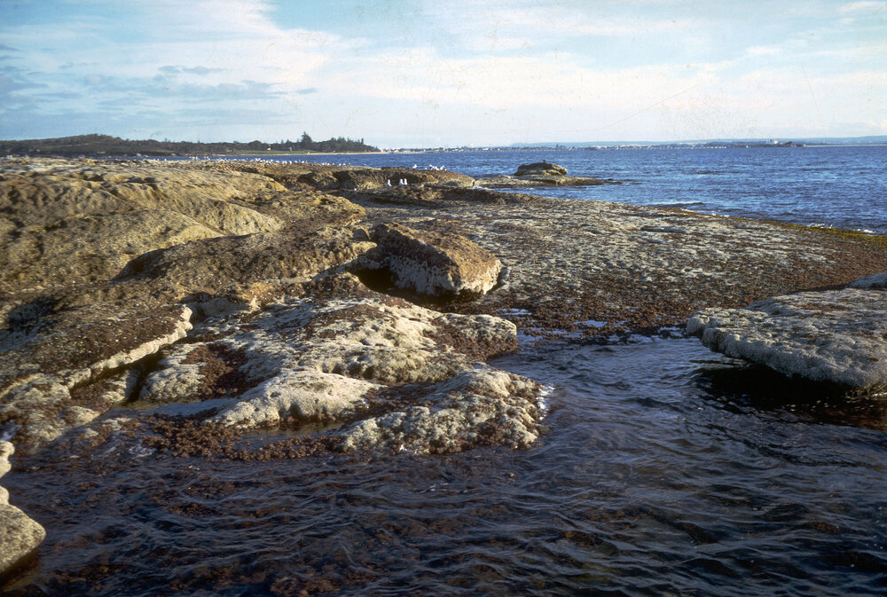 Sheltered Zonation, La Perouse, 1969