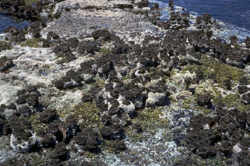Pyura surrounded by Galeolaria, Sussex Inlet, 1969