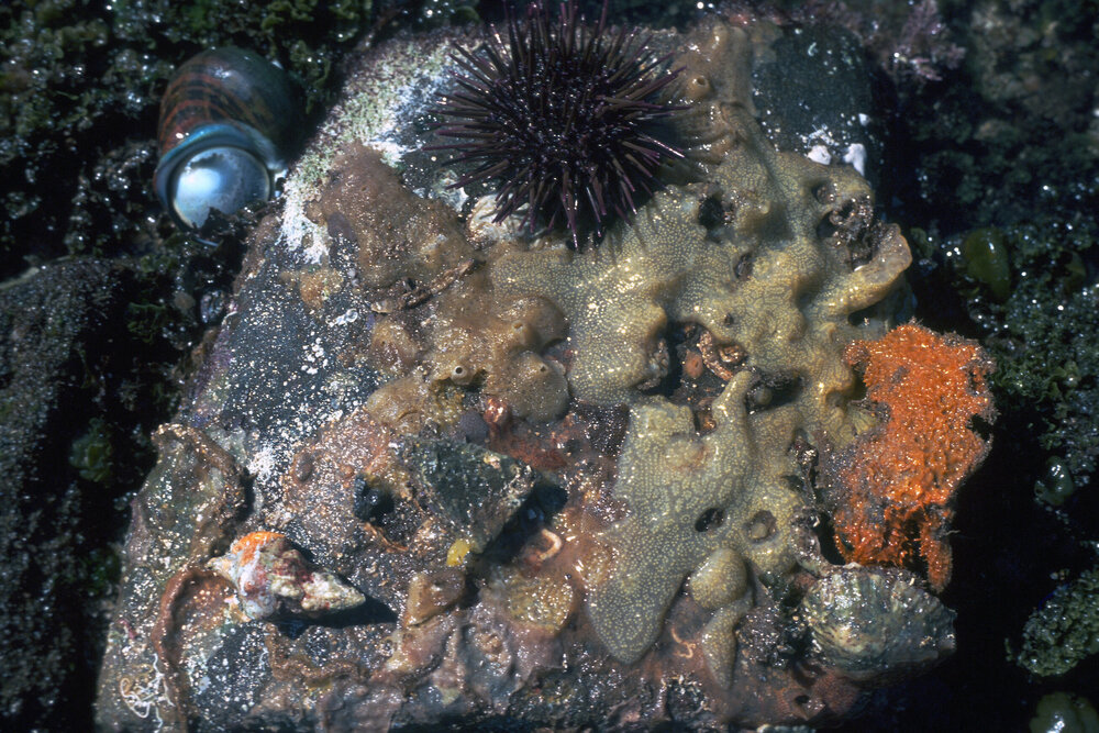 Underside of a Boulder, Collaroy, 1978