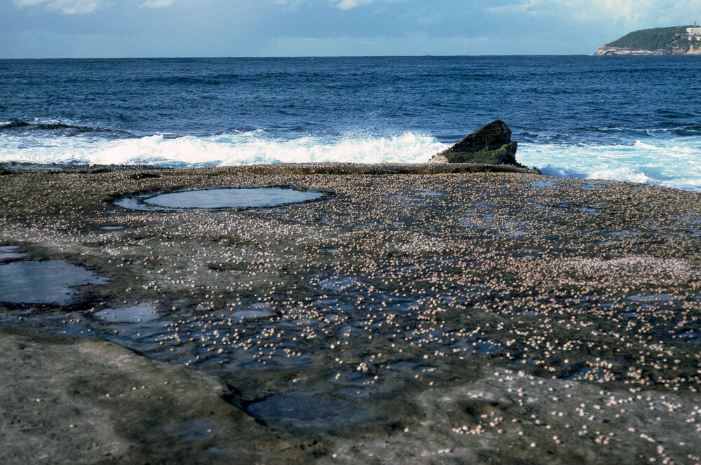 Barnacles on Rock Platform with Rockpool