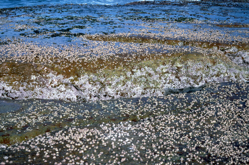 Barnacles and Galeolaria, Freshwater
