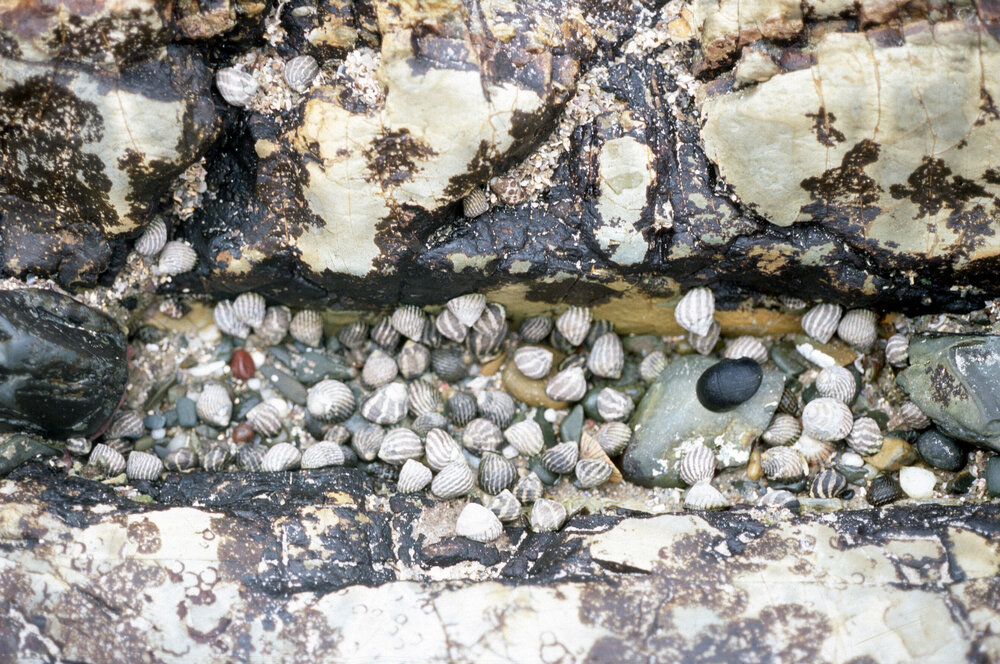 Upper Littorial Molluscs, Wooli, 1995