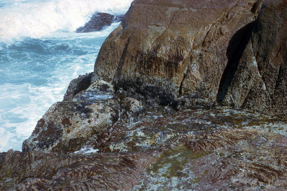 Galeolaria Exposed, Port Stephens, 1963