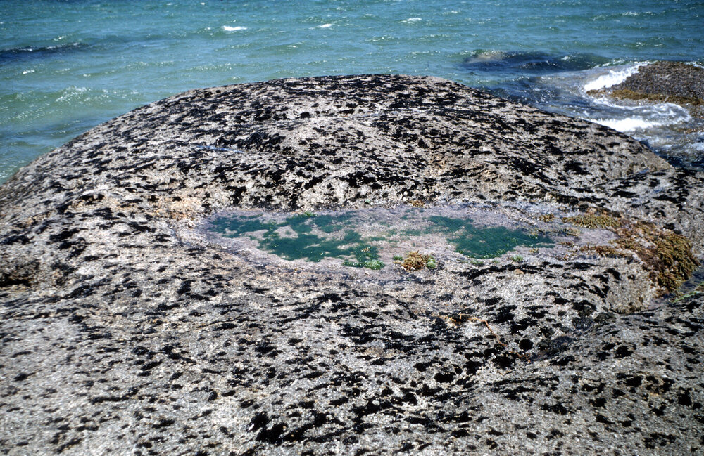 Small Mussels, Hunter Island