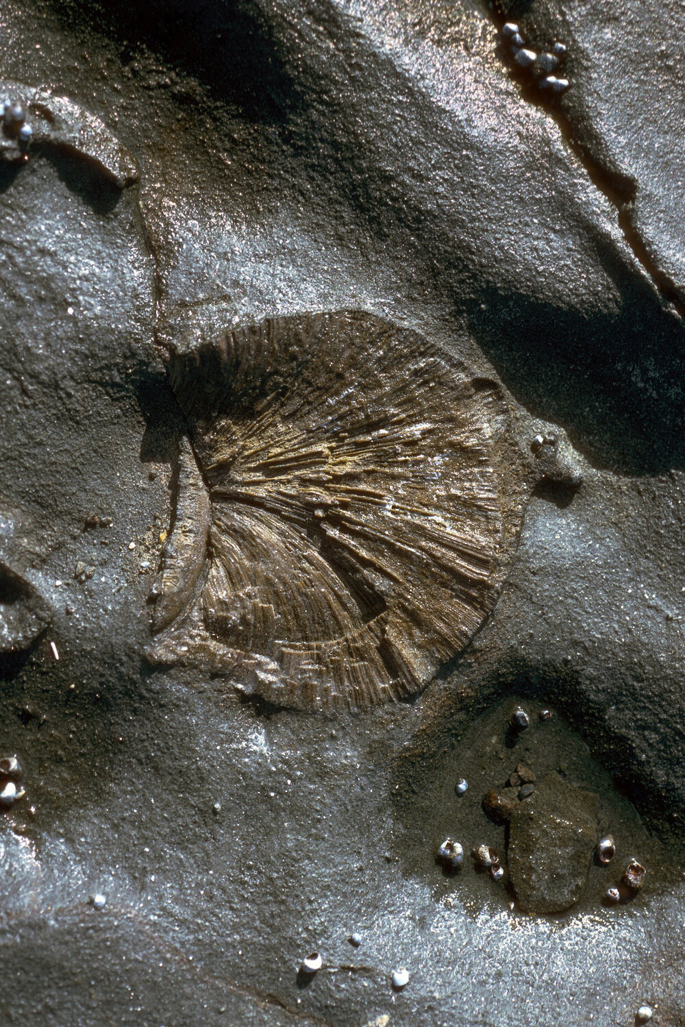 Fossils on Platform, Gerroa, 1986