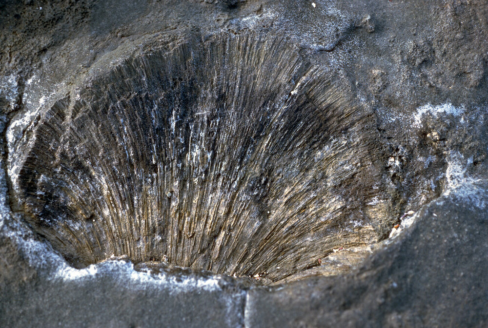 Fossils on Platform, Gerroa, 1986