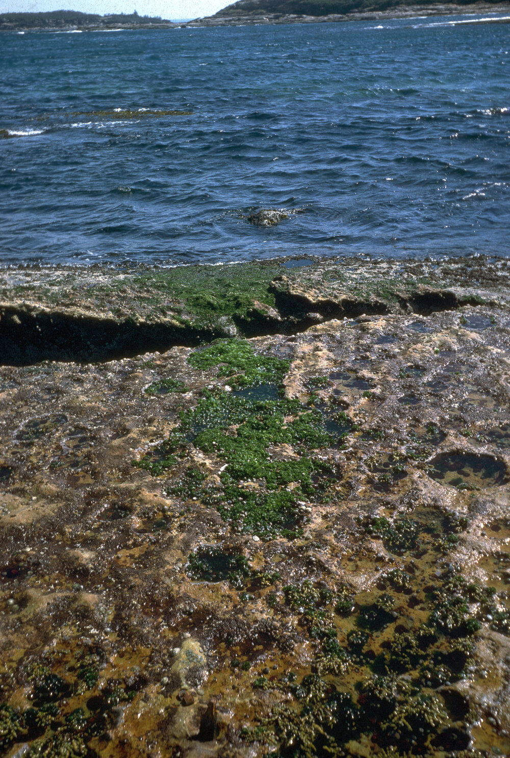 Transect, Cape Banks, 1968