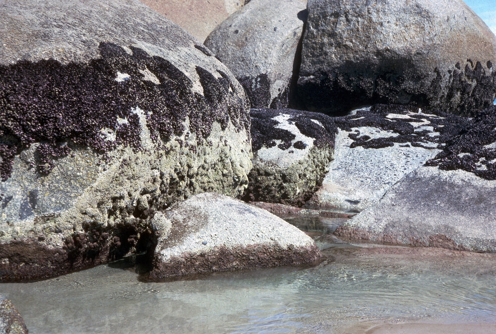 Mussels and Galeolaria Zonation, Gippsland, 1986