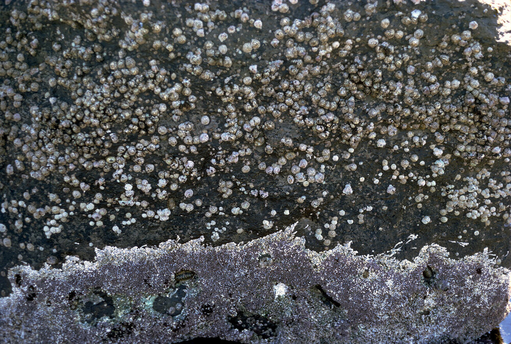 Barnacle and Galeolaria Zonation, Gerroa, 1973