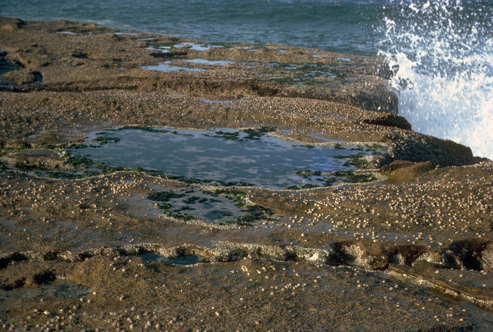 Barnacle Zone, Freshwater, 1965