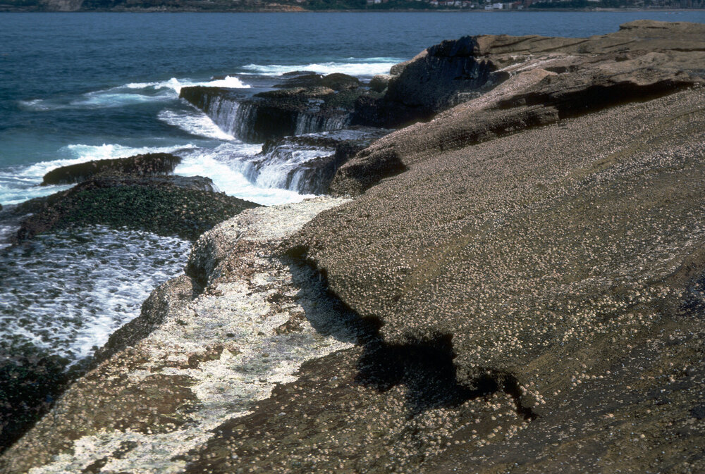 Barnacle Band, Freshwater, 1984